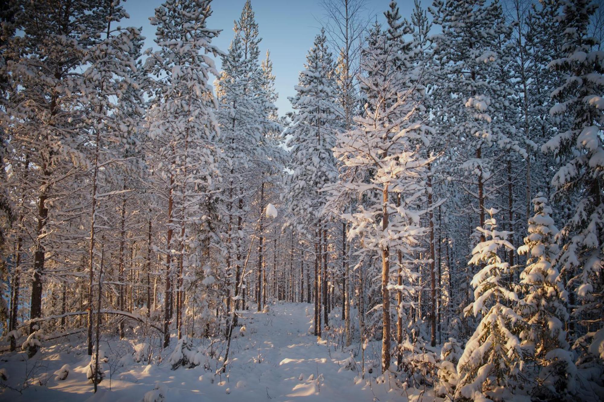 Langforsen Glamping & Lapland Experience Hotel Lapptrask Exterior photo